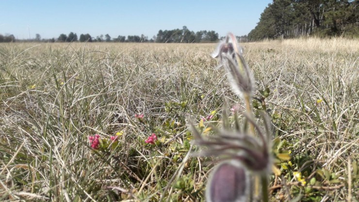 Das FFH-Gebiet Pannonische Sandd&uuml;nen im zentralen Marchfeld umfasst einige besondere Lebensr&auml;ume.