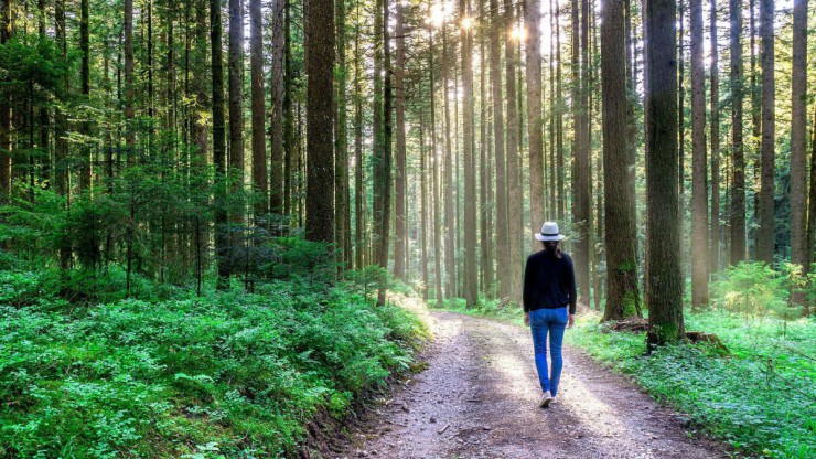 waldspaziergang-c-simon-lehmann-auf-pixabay