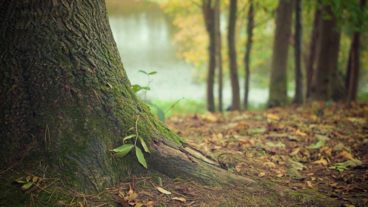 c-picography-auf-pixabay