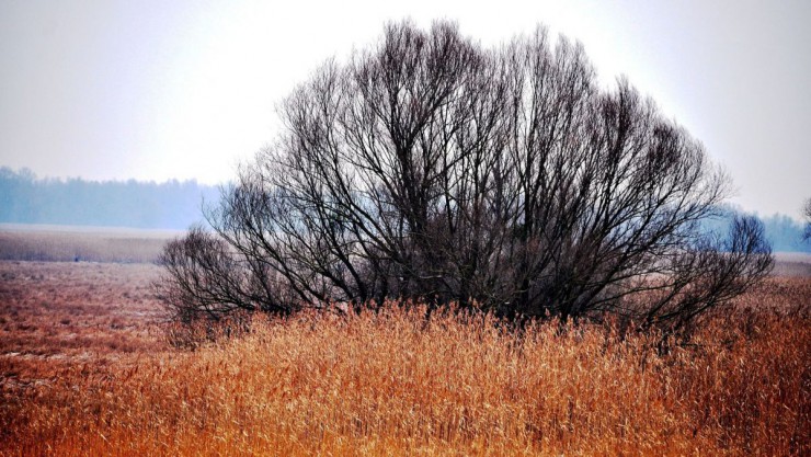 kopacki-rit-c-croatia-tips-auf-pixabay