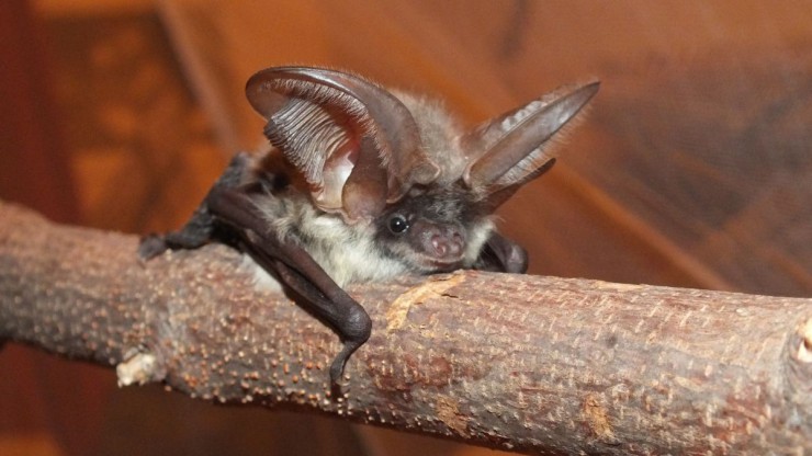 graues-langohr-pflegling