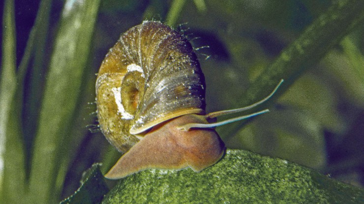 posthorn-schnecke-c-robert-patzner