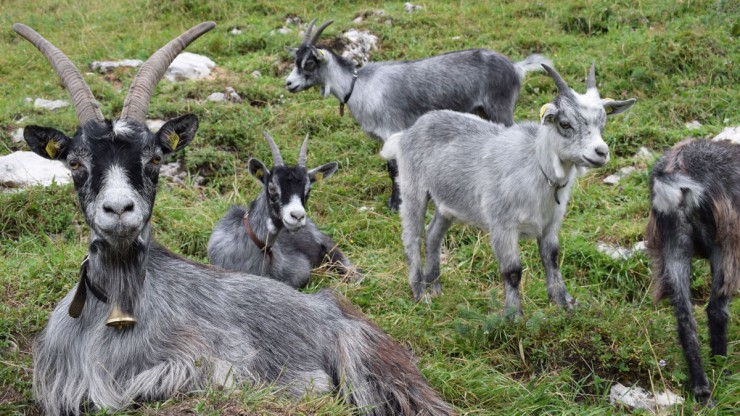 blobe-ziegen-c-sissy-strubreiter