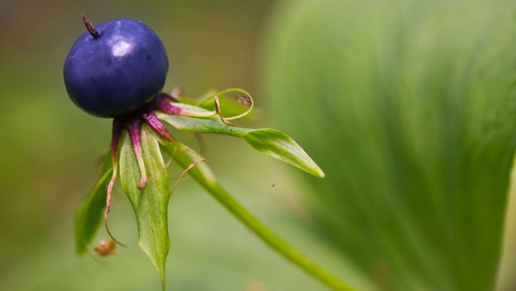 einbeere-c-udo-steinhauser