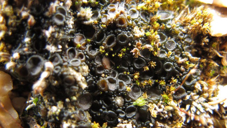 zaehe-leimflechte-c-wolfgang-von-brackel