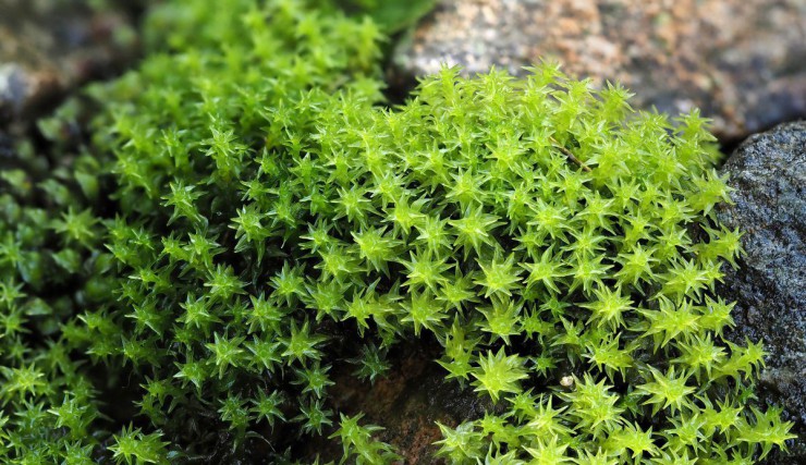 sparriges-kleingabelzahnmoos-c-m