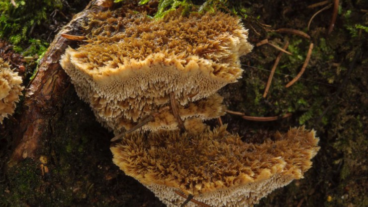 striegeliger-korkstacheling-c-gernot-friebes