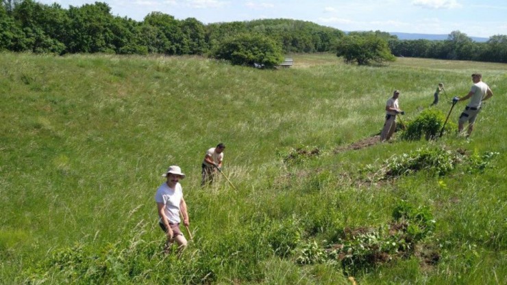 pflegeeinsatz-gerichtsberg