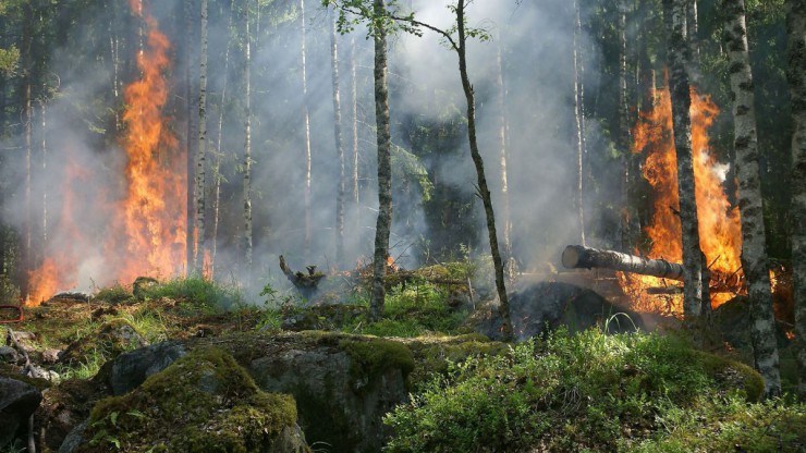 Wald steht in Flammen