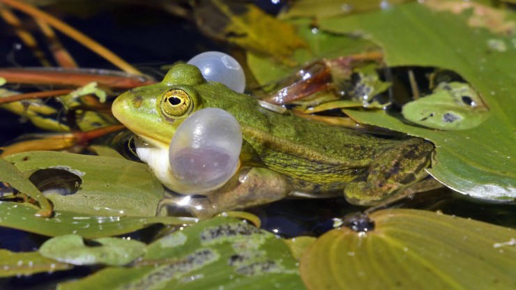 kleiner-wasserfrosch-c-dght-trapp