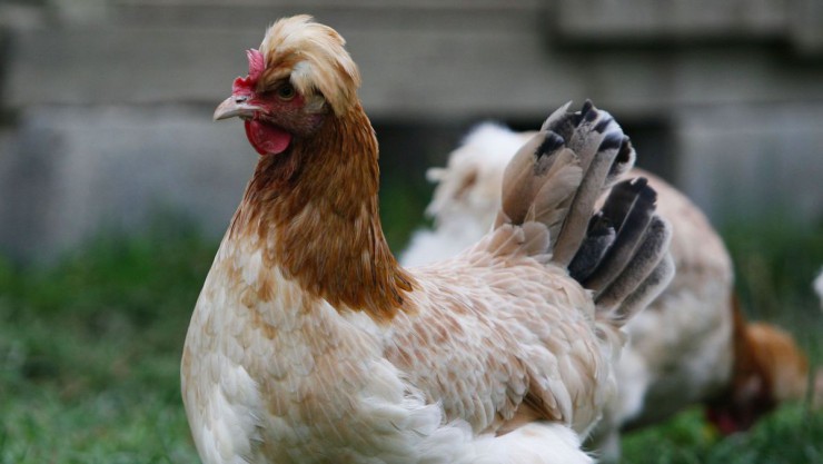 sulmtaler-huhn-c-arche-austria