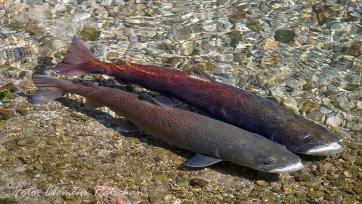 huchen-c-clemens-ratschan