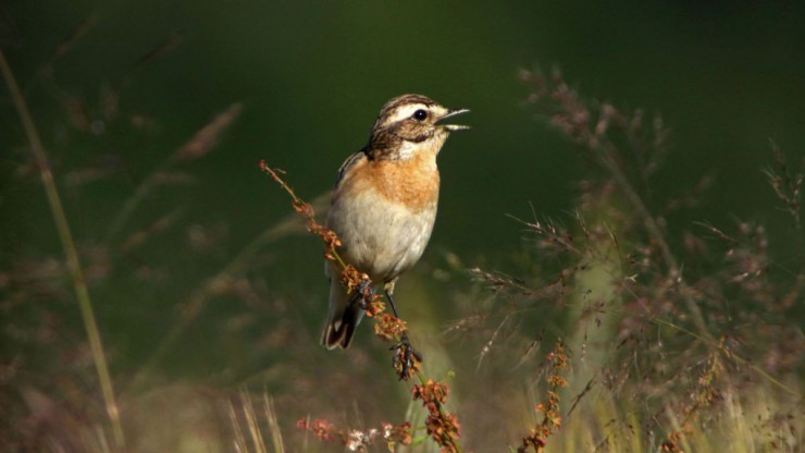 braunkehlchen-c-heidi-kurz
