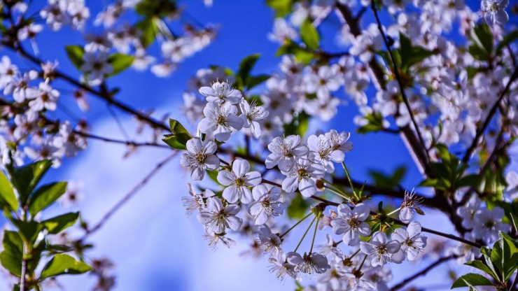 bl&uuml;hender Obstbaum