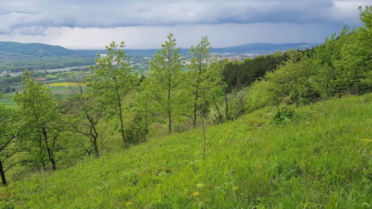 Gr&uuml;ne Wiese auf einem Hang des Bisamberges, dahinter eine Baumgruppe und am Horizont die Donau mit der Stadt Bisamberg.