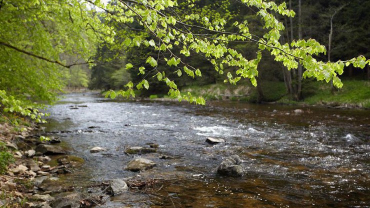 Kleiner Fluss, der durch ein bewaldetes Tal flie&szlig;t.