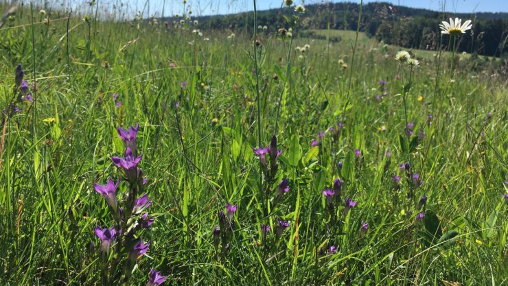 Wiese mit bl&uuml;henden Pflanzen des Kranzenzians.