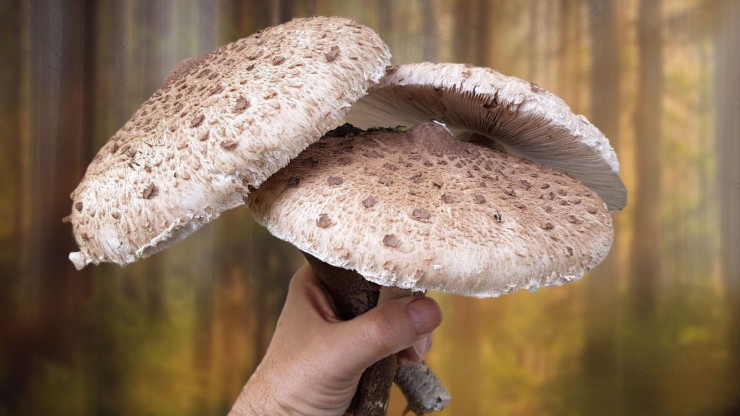 3 Parasolpilze werden von einer Hand gehalten