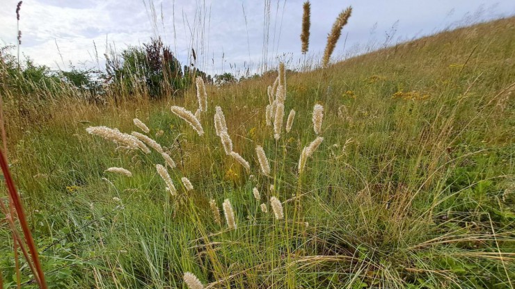 Nahaufnahme von Grashalmen, im Hintergrund eine Wiese und blauer Himmel