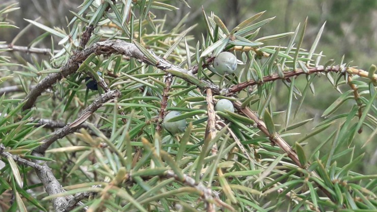 Detailaufnahme einer Wacholderpflanze mit blauen Beeren und Stacheln