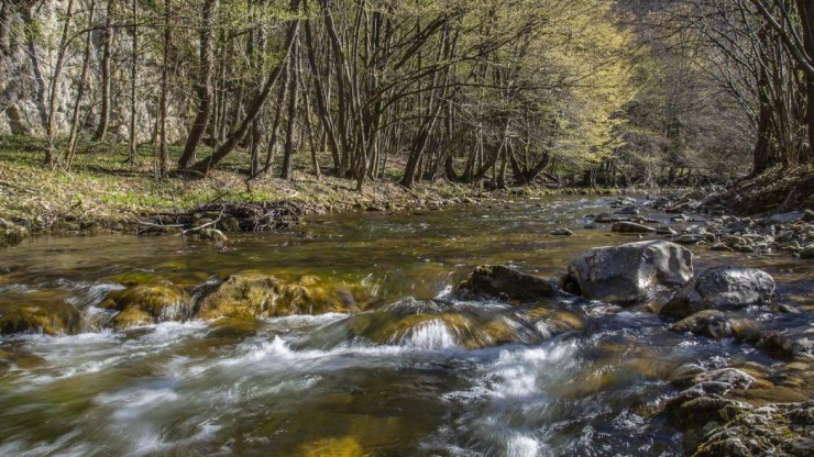 Bach im Wienerwald, umgeben von einem hellen Mischwald