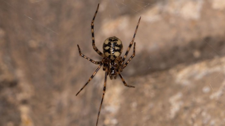 Gefleckte Hoehlenspinne
