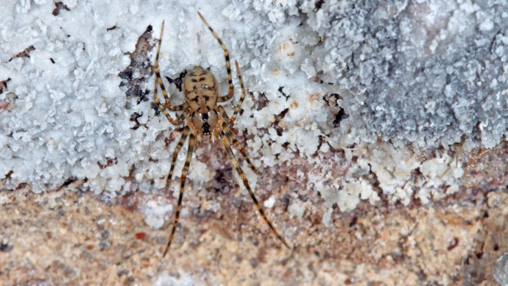 Gefleckte Hoehlenspinne
