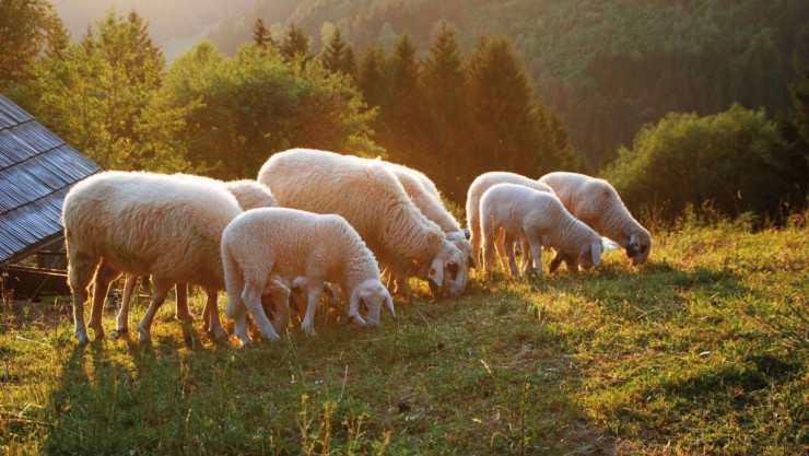 Kaerntner Brillenschaf