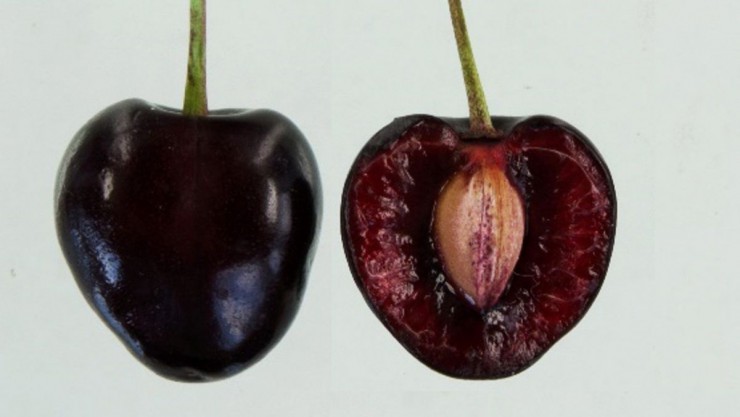 St. Veiter Pfelzkirsche