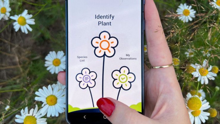 Frauenhand mit roten Fingern&auml;geln h&auml;lt ein Smartphone vor einer Wiese mit wei&szlig;en Margeriten.