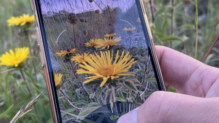 Hand h&auml;lt ein Smartphone vor eine Wiese, am Display erscheint das Bild einer gelben Bl&uuml;te.