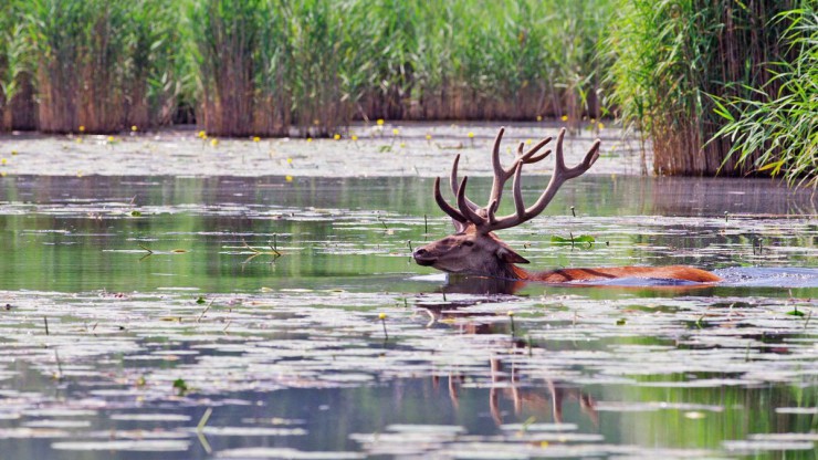 Rothirsch mit gro&szlig;em Geweih schwimmt in einem Augew&auml;sser. Im Hintergrund ist ein Schilfg&uuml;rtel.