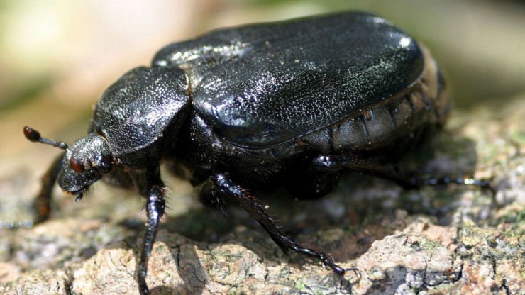 Schwarzer K&auml;fer sitzt auf einem Grantiblock.