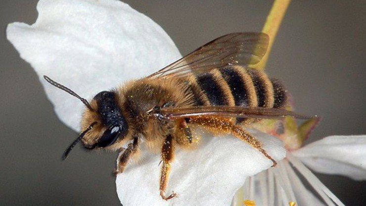 Gemeine Sandbiene auf einer wei&szlig;en Bl&uuml;te
