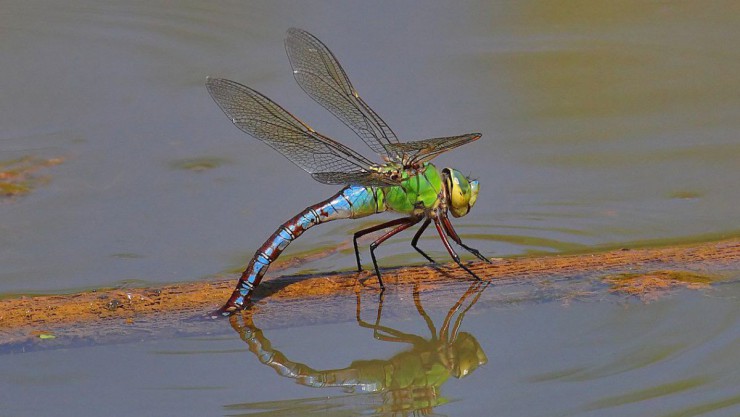 Grosse K&ouml;nigslibelle auf einem im Wassertreibenden Ast