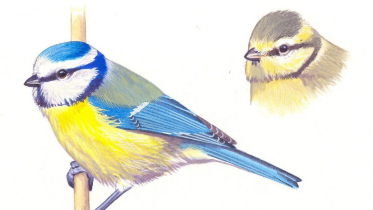 Malvorlage Blaumeise