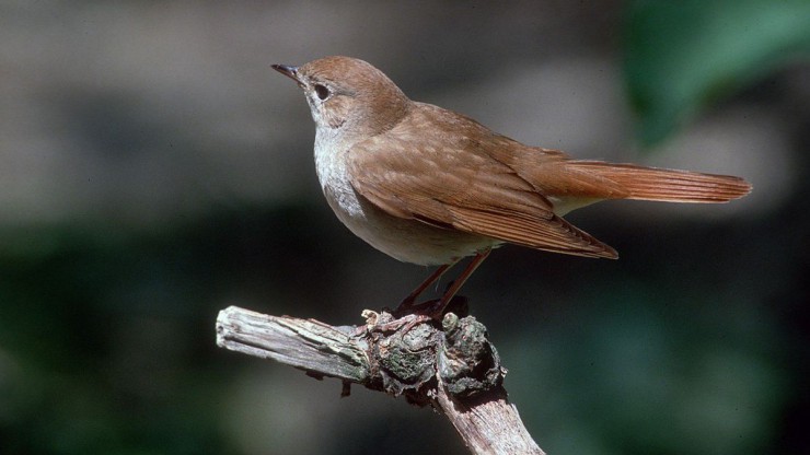 Nachtigall auf einem Ast sitzend