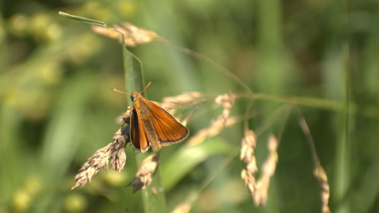 Dickkopffalter auf Grashalm
