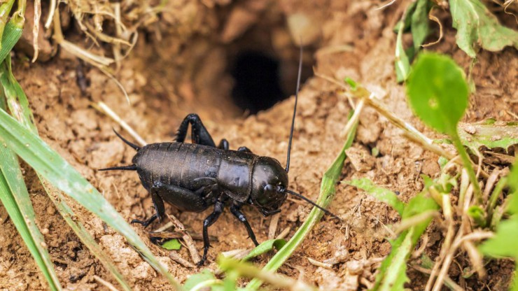 Feldgrille vor ihrem Grabloch