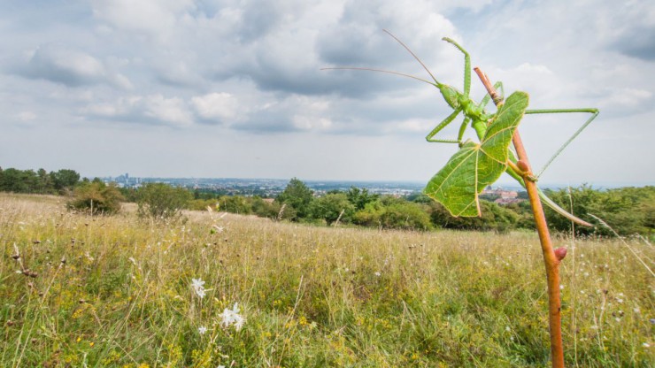 S&auml;geschreckt hockt auf Ast vor Trockenrasenhang.