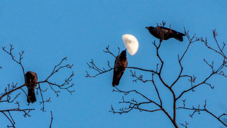 Drei Kr&auml;hen sitzen auf unbelaubten B&auml;umen, im Hintergrund ist ein wolkenloser Himmel mit Halbmond.