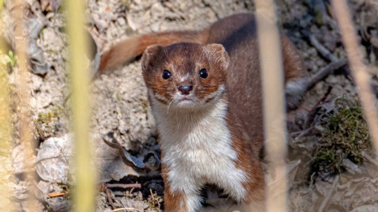 Ein Mauswiesel ist aufrecht auf steinigem Untergrund zu sehen, im Vordergrund erkennt man unscharfe Grashalme.