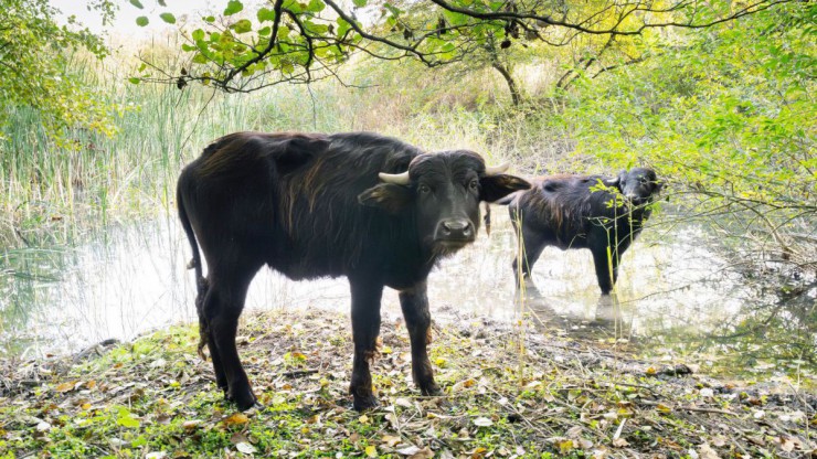 Zwei Wasserb&uuml;ffel-Weibchen grasen im Schilf im Naturpark Leiser Berge.