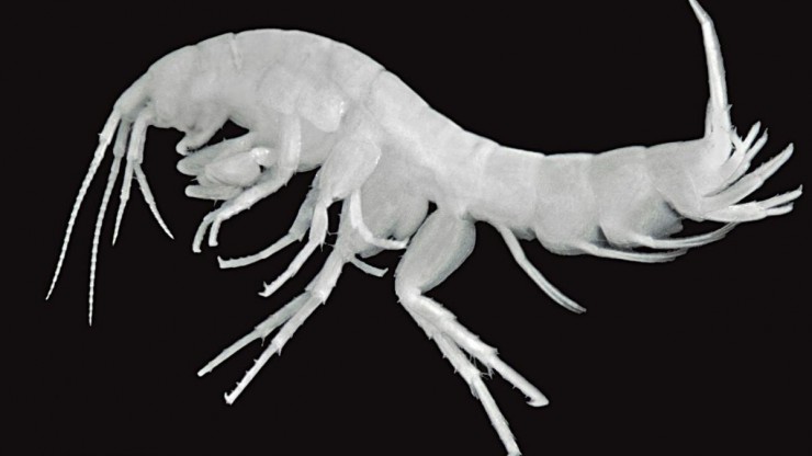 Salzburger H&ouml;hlenflohkrebs in der Nahaufnahme