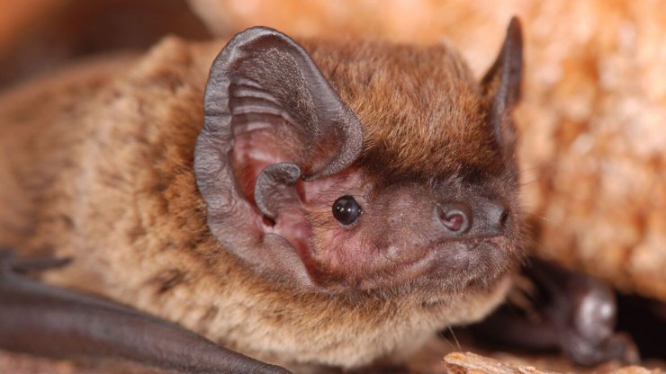 Kleiner Abendsegler in der Nahaufnahme