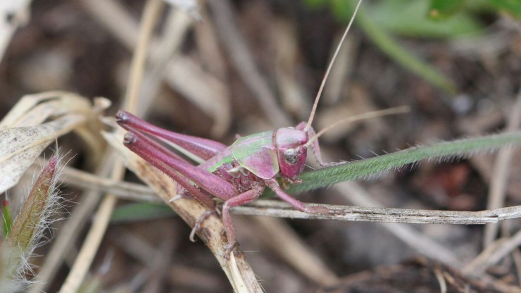 Ein rosa-gr&uuml;n gef&auml;rbter Warzenbei&szlig;er sitzt senkrecht auf einem Grashalm.