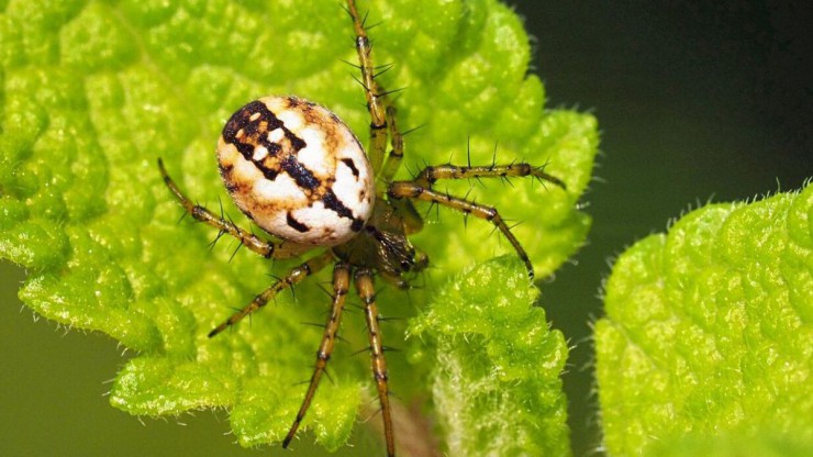 Streifenkreuzspinne auf Blatt