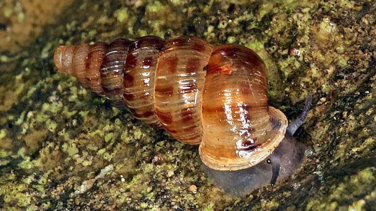 Eine Kleine Walddeckelschnecke befindet sich auf einem steinigen Untergrund mit gr&uuml;nlichem Aufwuchs.
