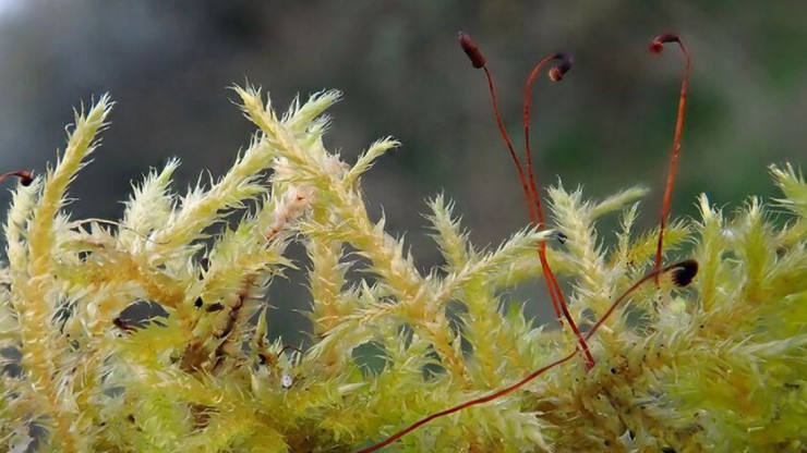 Mecklenburgisches Schnabeldeckelmoos in einer Nahaufnahme