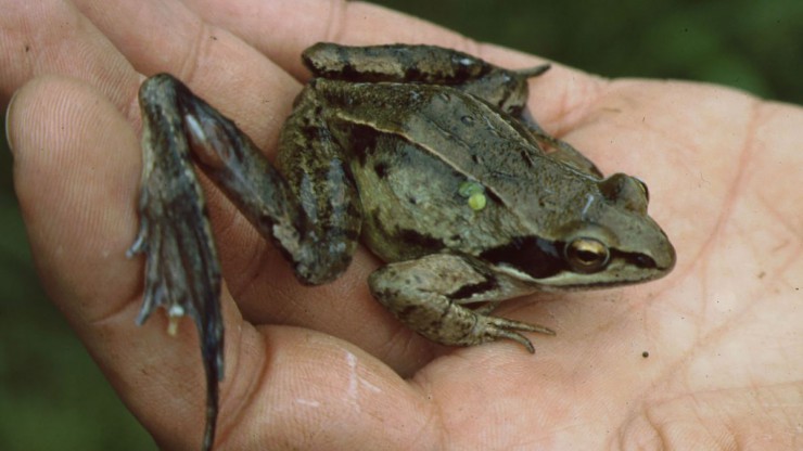 Ein Springfrosch hockt auf einer menschlichen Hand.